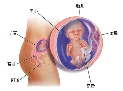 胎儿的成长历程，揭秘胎儿几个月有的奥秘