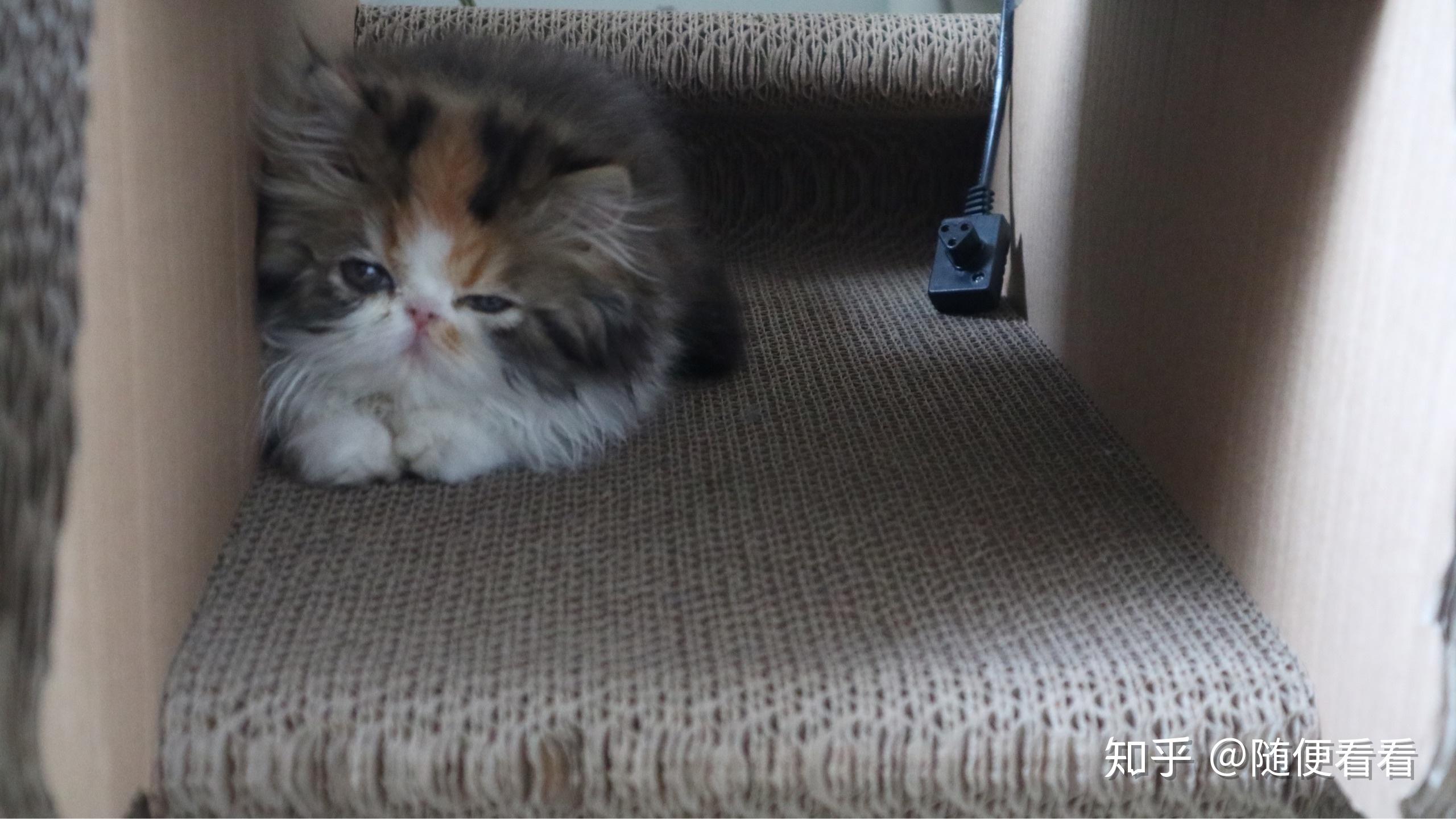 两个月的小猫好养吗？从初学者的角度探讨小猫的养护知识