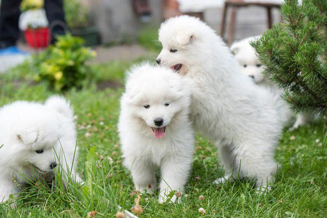 两个月大的萨摩耶犬，美丽与活力的完美结合的图片展示