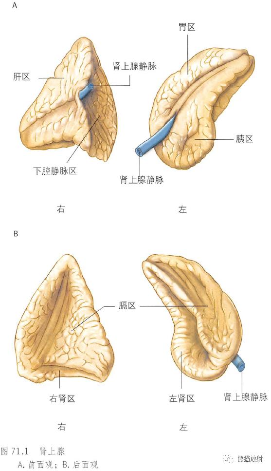 六个月男宝宝生殖器官的发育特点与健康护理