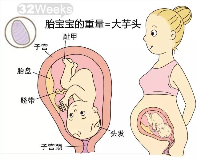 胎儿皮肤发育的奥秘，几个月内的重要变化