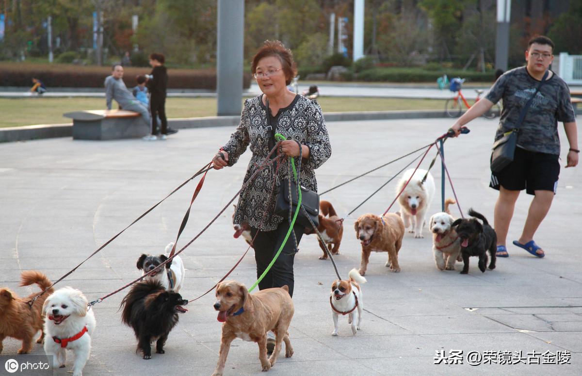 江苏科技犬学，引领未来宠物教育的先锋力量