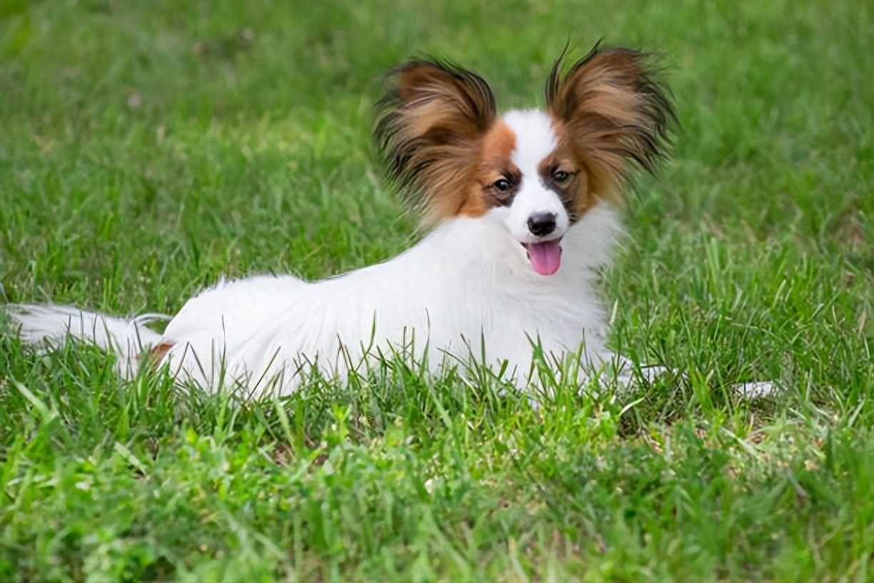 三个月蝴蝶犬，灵动与美丽的完美结合