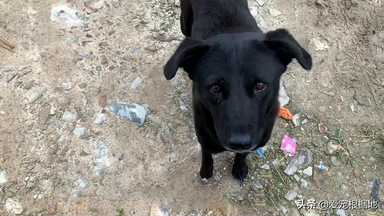 两个月的狗能否带出去，幼犬的适宜性与注意事项