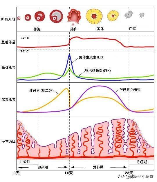 女性排卵的周期性变化，每月都会排卵吗？